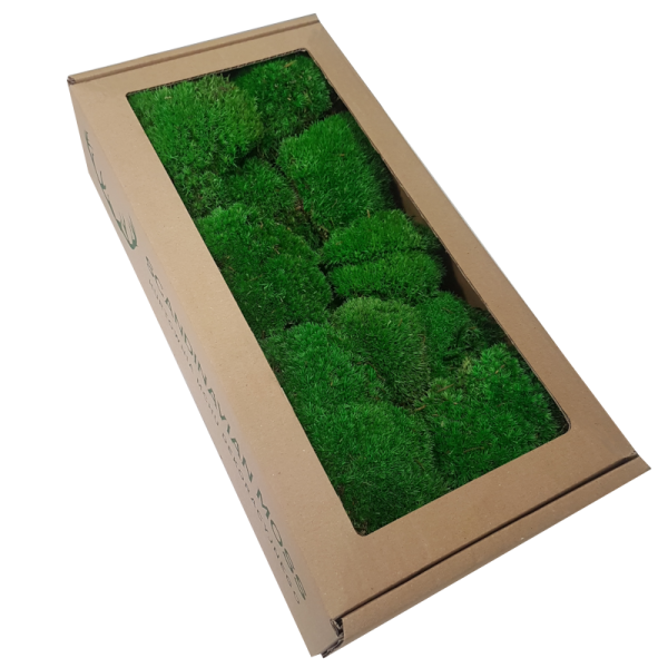 Cushion Moss preservedmoss.co.uk